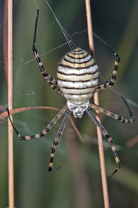 Argiope trifasciata - Malta